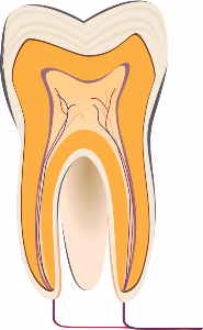 Tooth Anatomy  All Smiles Dental